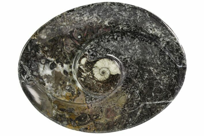 Oval Shaped Fossil Goniatite Dish - Morocco #108060